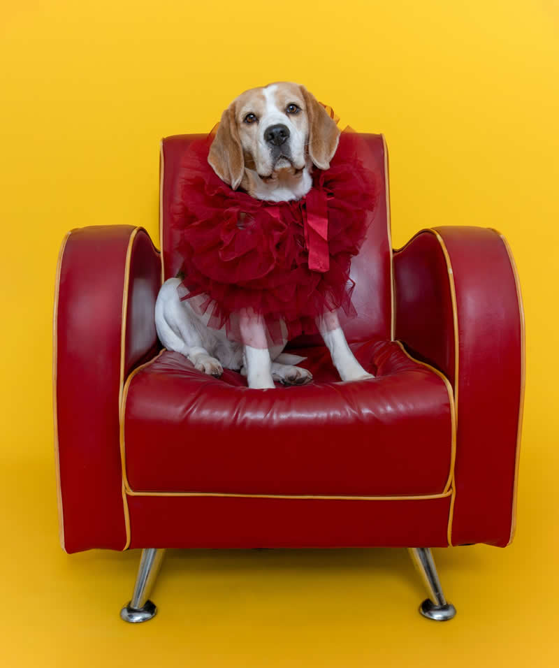 Animals - People’s Vote Award: My chair by Isabella Robbeson - 1839 Awards Color Photography Contest 2026 Winners