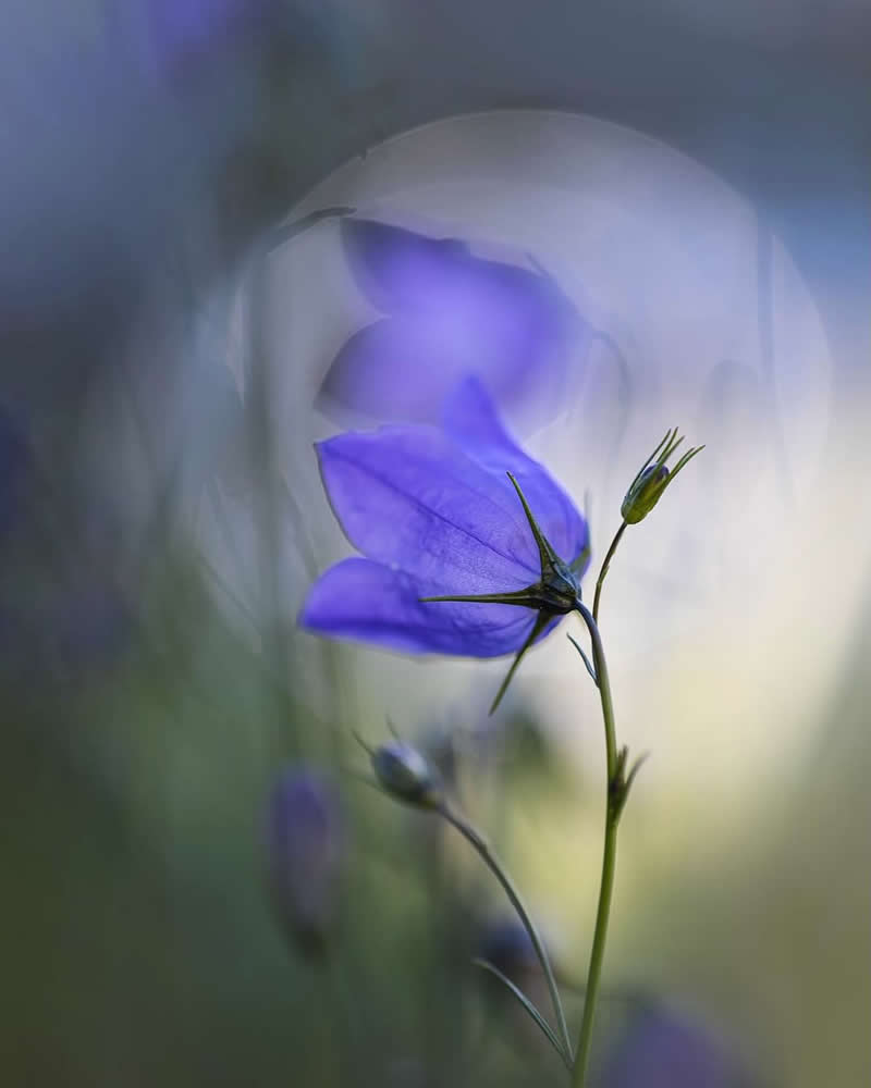 An Invisible Universe: 30 Jaw-Dropping Macro Photos That Will Change How You See Nature 36 A delicate purple-blue bellflower stands gracefully among soft, blurred meadow grasses, illuminated by gentle natural light. The dreamy background and shallow depth of field create an ethereal macro photograph filled with tranquility and elegance.