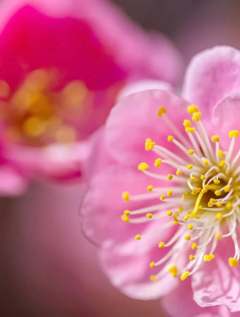 An Invisible Universe: 30 Jaw-Dropping Macro Photos That Will Change How You See Nature 45 A vibrant macro photograph of delicate pink blossoms in bloom, featuring sharp focus on the flower’s intricate white stamens tipped with bright yellow pollen. The soft pink background and shallow depth of field create a dreamy, elegant celebration of springtime beauty.