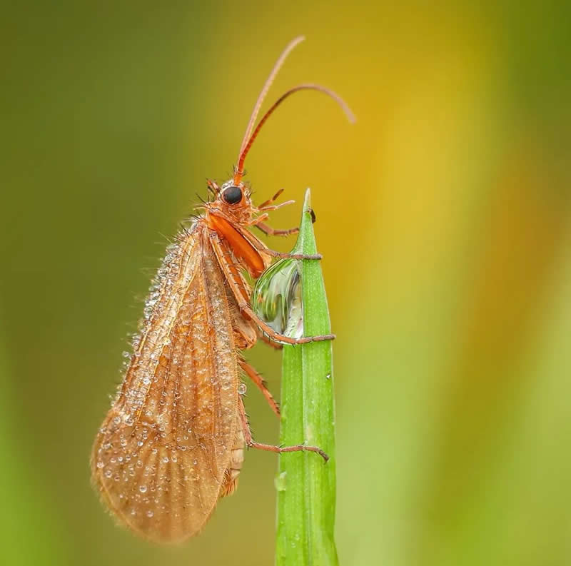 An Invisible Universe: 30 Jaw-Dropping Macro Photos That Will Change How You See Nature 47 A detailed macro photograph of a small orange-brown insect covered in sparkling dew droplets as it clings to a bright green blade of grass. The soft yellow-green background and sharp focus reveal the insect’s delicate wings, fine hairs, and intricate textures, creating a striking portrait of nature’s tiny beauty.