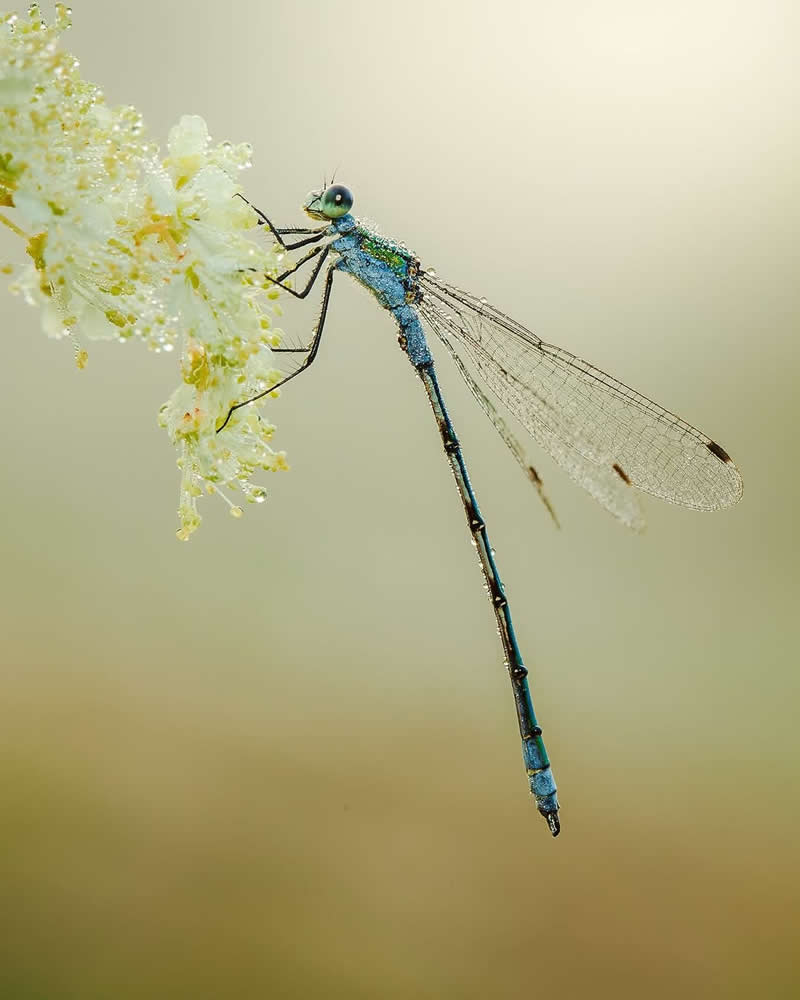 An Invisible Universe: 30 Jaw-Dropping Macro Photos That Will Change How You See Nature 48 A stunning macro photograph of a blue damselfly perched on a cluster of delicate white flowers covered in dew. The insect’s slender metallic-blue body and transparent wings are sharply detailed against a soft cream-colored background, creating an elegant and serene nature portrait.
