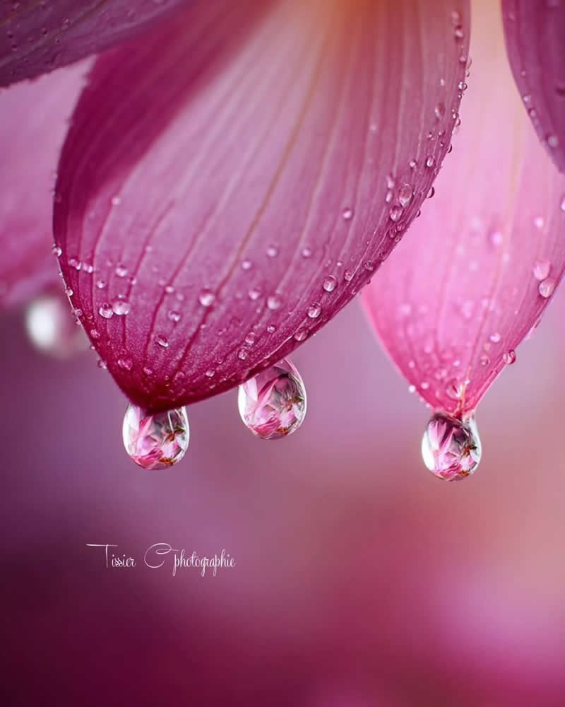 An Invisible Universe: 30 Jaw-Dropping Macro Photos That Will Change How You See Nature 50 A dreamy macro photograph of pink flower petals adorned with delicate water droplets. Several larger droplets hang from the petal edges, reflecting the flower within them, while the soft pink background and fine petal textures create an elegant and enchanting nature scene.