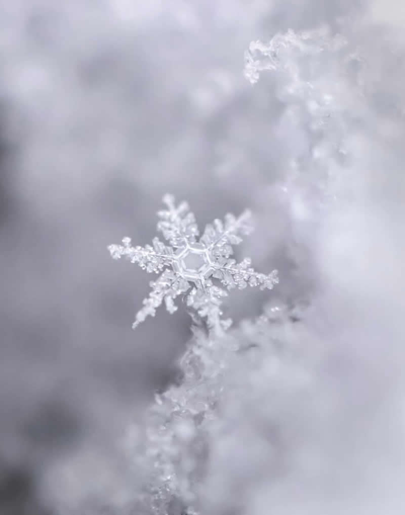 An Invisible Universe: 30 Jaw-Dropping Macro Photos That Will Change How You See Nature 51 A breathtaking macro photograph of a delicate snowflake resting on a bed of soft snow. The intricate six-sided ice crystal is sharply detailed, revealing its unique geometric patterns against a dreamy white and pale gray background that evokes the quiet beauty of winter.