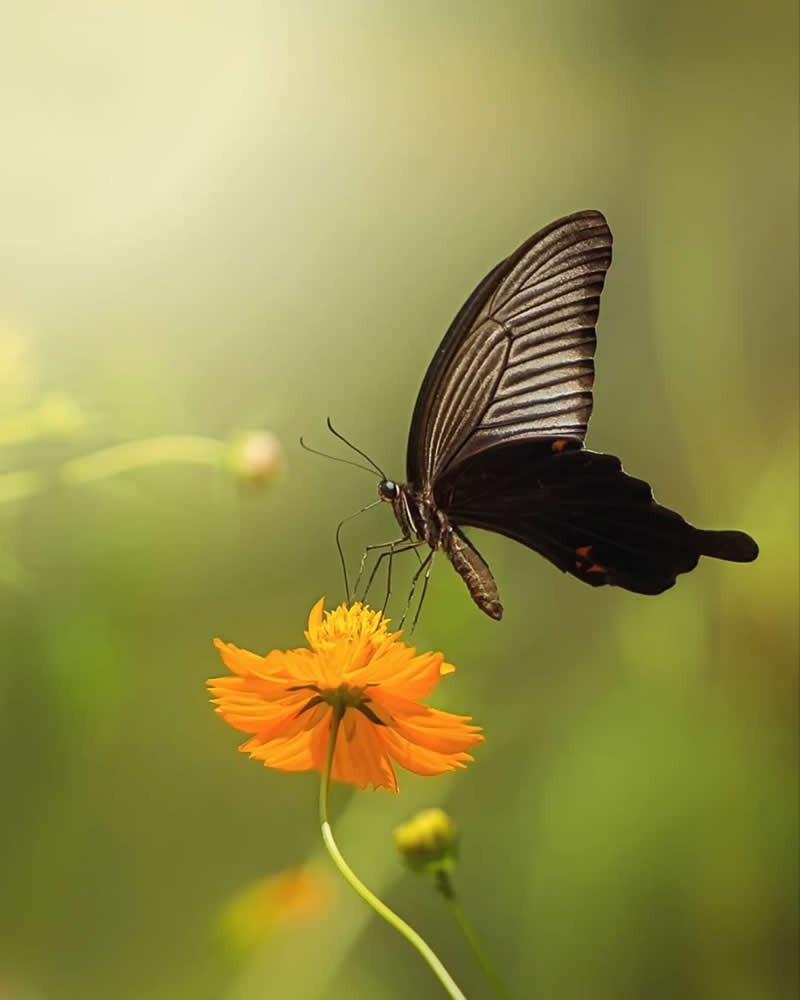 An Invisible Universe: 30 Jaw-Dropping Macro Photos That Will Change How You See Nature 52 A striking black butterfly with elegantly patterned wings hovers above a vibrant orange wildflower in a sunlit meadow. The soft green background and warm natural light create a peaceful macro scene that highlights the butterfly’s graceful form and delicate beauty.