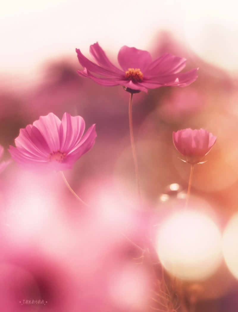 An Invisible Universe: 30 Jaw-Dropping Macro Photos That Will Change How You See Nature 53 A dreamy macro photograph of pink cosmos flowers rising above a softly blurred field of blossoms. Warm golden light and creamy bokeh create an ethereal atmosphere, highlighting the delicate petals and graceful stems in a scene filled with tranquility and romance.