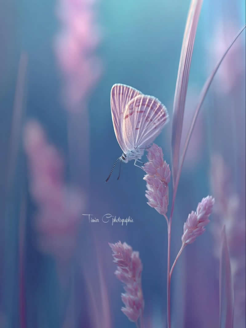 An Invisible Universe: 30 Jaw-Dropping Macro Photos That Will Change How You See Nature 54 A delicate pale butterfly rests on a pink grass flower in a dreamy meadow bathed in soft blue, lavender, and pink tones. The shallow depth of field and pastel background create an ethereal macro scene that highlights the butterfly’s fragile beauty and peaceful surroundings.