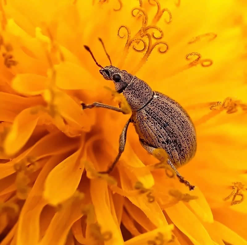 An Invisible Universe: 30 Jaw-Dropping Macro Photos That Will Change How You See Nature 37 A detailed macro photograph of a small textured beetle crawling across the vibrant yellow petals of a flower. The close-up view reveals intricate patterns on the insect’s body and the delicate structures of the bloom, highlighting the hidden beauty of nature.