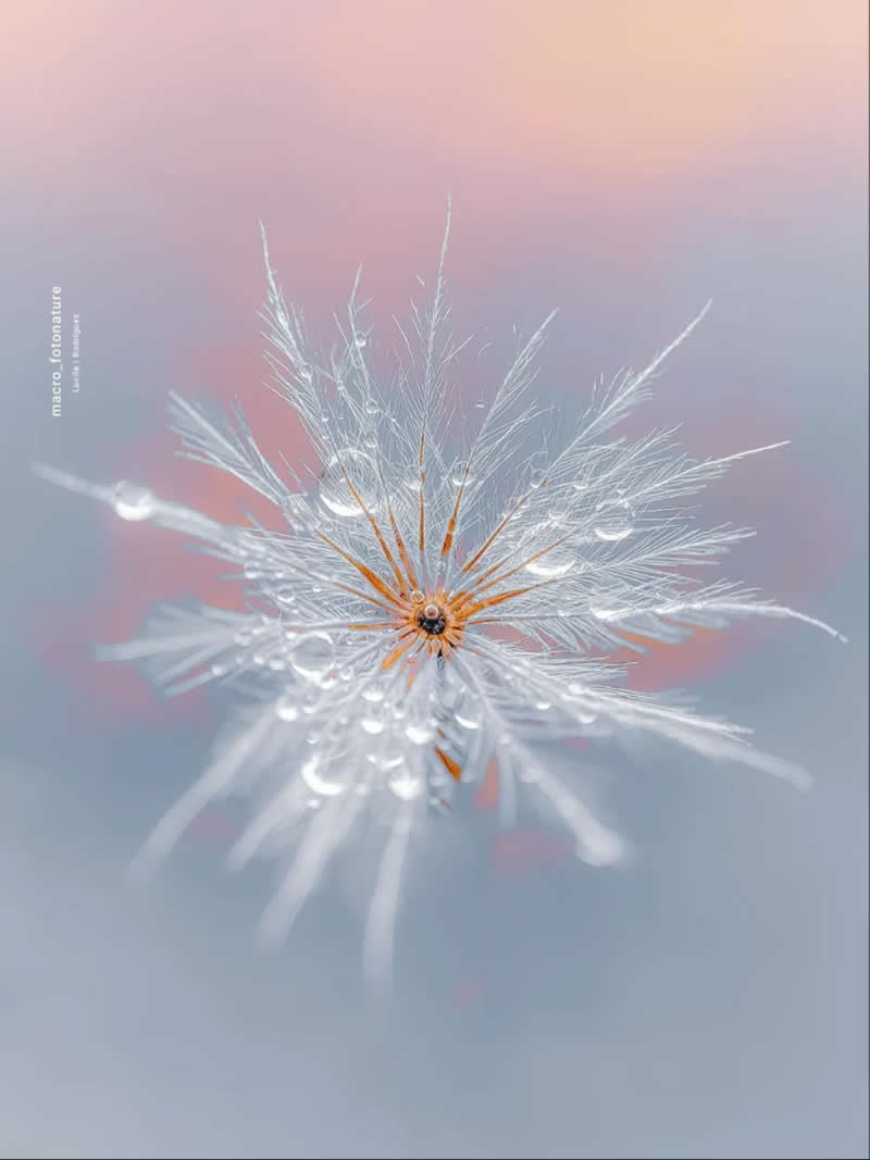 An Invisible Universe: 30 Jaw-Dropping Macro Photos That Will Change How You See Nature 55 A breathtaking macro photograph of a delicate dandelion seed covered in sparkling dew droplets. The feathery white filaments radiate from a warm golden center, set against a dreamy pastel background of soft pink, blue, and lavender tones, creating an ethereal and magical nature scene.