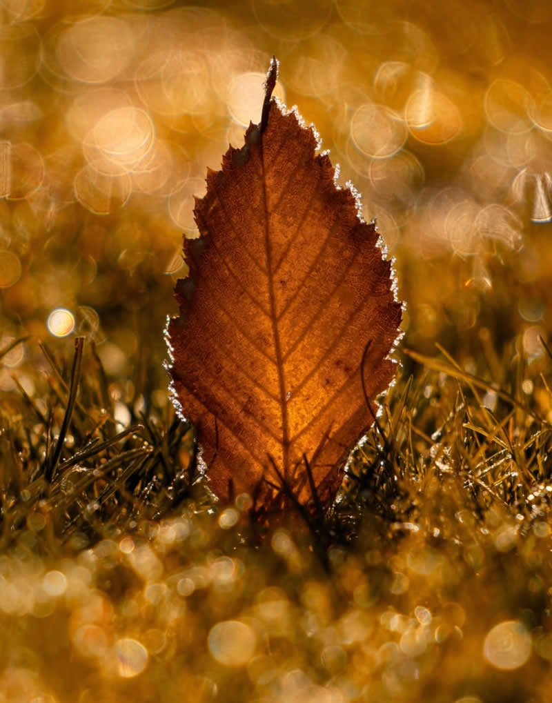 An Invisible Universe: 30 Jaw-Dropping Macro Photos That Will Change How You See Nature 56 A striking macro photograph of a single amber-brown autumn leaf standing upright among dew-covered grass. Warm sunlight shines through the leaf, revealing its intricate veins, while a background of sparkling golden bokeh creates a magical and radiant autumn scene.
