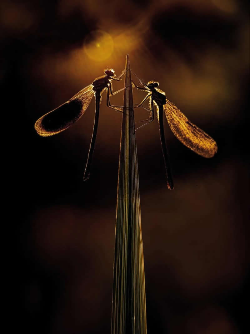 An Invisible Universe: 30 Jaw-Dropping Macro Photos That Will Change How You See Nature 57 A dramatic macro photograph of two damselflies perched opposite each other on the tip of a slender grass blade. Their delicate wings glow with warm golden backlight against a dark, softly blurred background, creating an intimate and artistic scene filled with symmetry, elegance, and evening atmosphere.