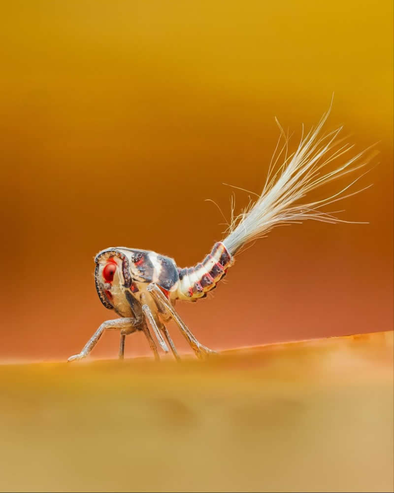 An Invisible Universe: 30 Jaw-Dropping Macro Photos That Will Change How You See Nature 58 A striking macro photograph of a tiny insect with bright red eyes and a long white feather-like tail, standing on a smooth surface against a warm golden-orange background. The shallow depth of field highlights the insect’s intricate details and unusual appearance.