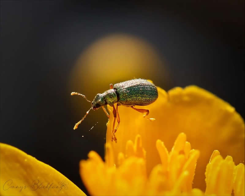 An Invisible Universe: 30 Jaw-Dropping Macro Photos That Will Change How You See Nature 59 A macro photograph of a small metallic-green beetle perched on the bright yellow petals of a flower. Warm golden light and a softly blurred dark background create a dramatic contrast, highlighting the insect’s textured body and delicate antennae.