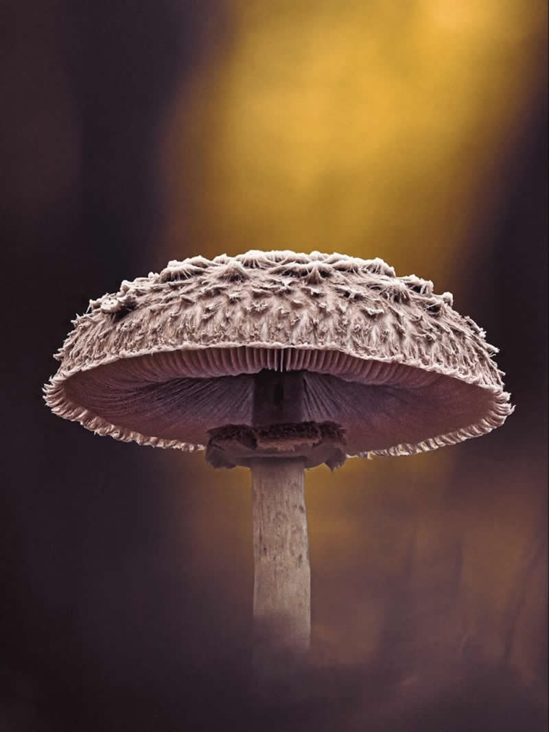 An Invisible Universe: 30 Jaw-Dropping Macro Photos That Will Change How You See Nature 60 A close-up macro photograph of a textured wild mushroom standing upright against a softly blurred woodland background. Warm golden light illuminates the scene, highlighting the mushroom’s intricate cap, delicate gills, and slender stem.