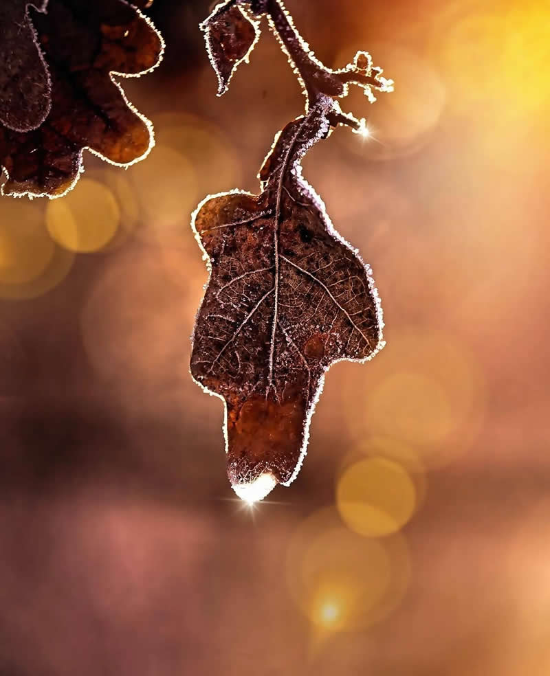 An Invisible Universe: 30 Jaw-Dropping Macro Photos That Will Change How You See Nature 62 A macro photograph of a dried brown oak leaf hanging from a branch, its edges lined with delicate frost crystals. Warm golden bokeh fills the background while sunlight sparkles at the leaf’s tip, creating a magical autumn-to-winter scene.