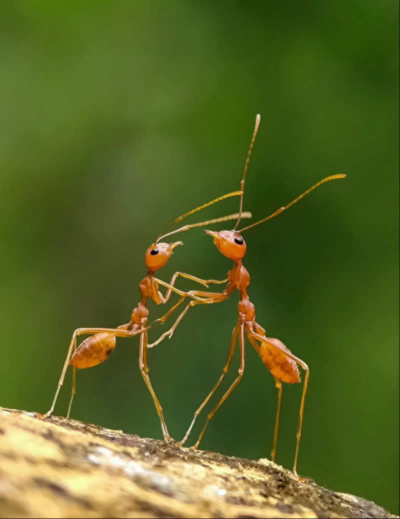 An Invisible Universe: 30 Jaw-Dropping Macro Photos That Will Change How You See Nature 63 A macro photograph of two slender orange ants facing each other on a branch, appearing to touch antennae and forelegs. The insects stand upright against a smooth green background, creating the impression of a graceful dance or interaction.