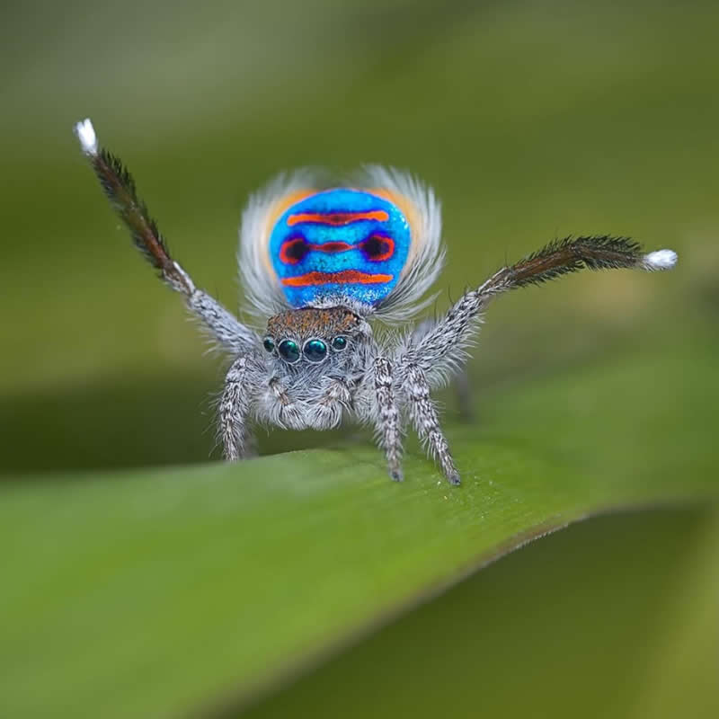 An Invisible Universe: 30 Jaw-Dropping Macro Photos That Will Change How You See Nature 64 A striking macro photograph of a colorful peacock spider standing on a green leaf. The tiny spider raises its front legs while displaying a vivid blue abdomen marked with bright red patterns, set against a softly blurred green background.