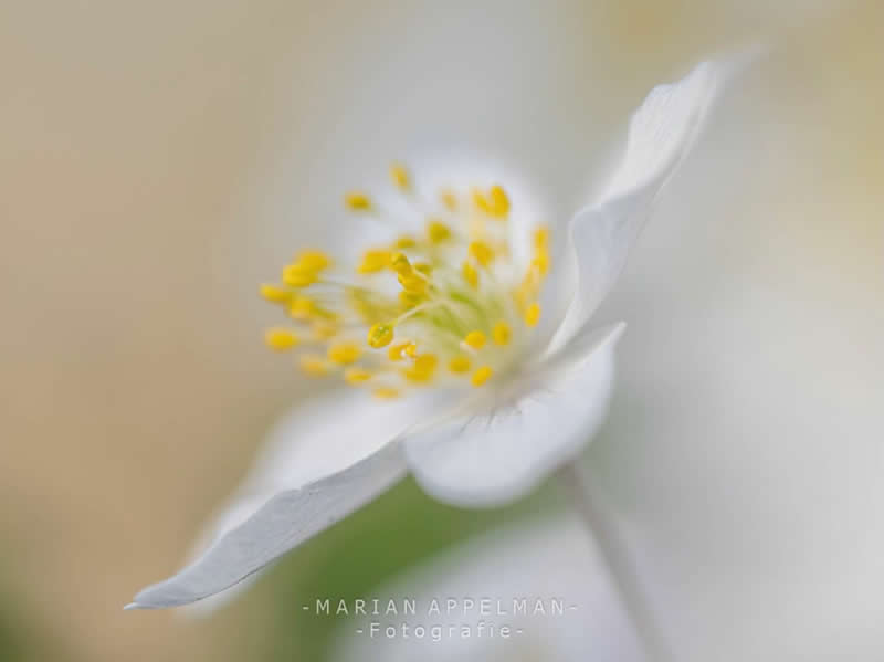 An Invisible Universe: 30 Jaw-Dropping Macro Photos That Will Change How You See Nature 38 A dreamy macro photograph of a delicate white flower with soft petals and bright yellow stamens. The shallow depth of field and creamy pastel background create an ethereal, minimalist composition that highlights the flower’s elegance and fragile beauty.