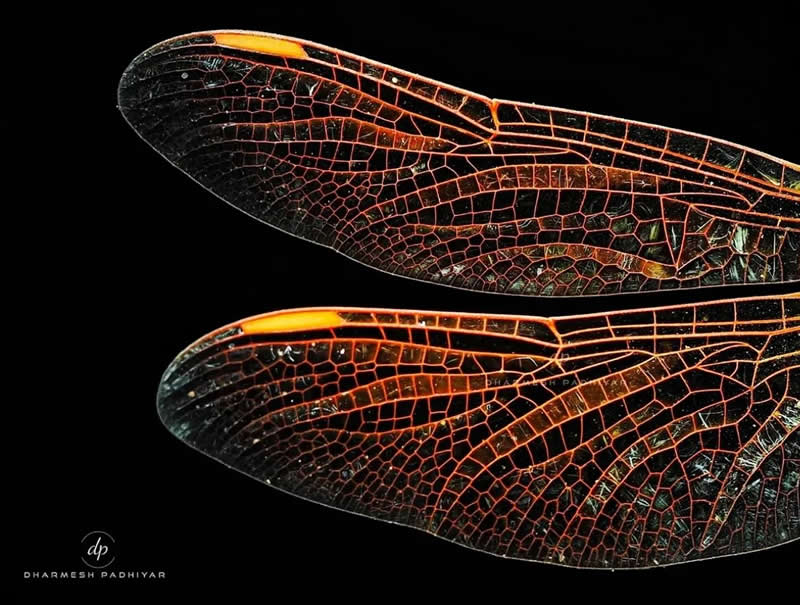 An Invisible Universe: 30 Jaw-Dropping Macro Photos That Will Change How You See Nature 65 A striking macro close-up of two dragonfly wings set against a deep black background. The wings glow with warm amber-orange veins, revealing an intricate network of geometric patterns and delicate textures highlighted by dramatic lighting.