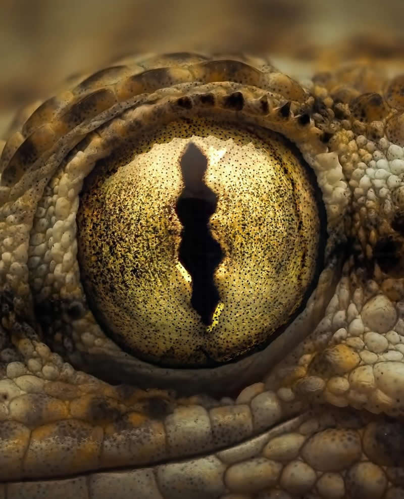 An Invisible Universe: 30 Jaw-Dropping Macro Photos That Will Change How You See Nature 66 A dramatic macro close-up of a reptile’s eye, revealing a golden iris with a vertical black pupil surrounded by intricate scales and textured skin. The image highlights extraordinary detail, from tiny speckles in the iris to the rugged patterns of the surrounding scales.