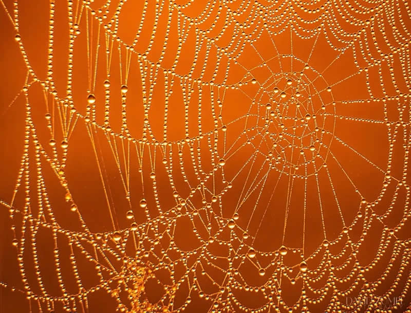 An Invisible Universe: 30 Jaw-Dropping Macro Photos That Will Change How You See Nature 39 A stunning macro photograph of a spider web covered in tiny dew droplets, each bead glistening against a warm golden-orange background. The intricate web pattern and sparkling water droplets create a mesmerizing display of nature’s beauty and precision.