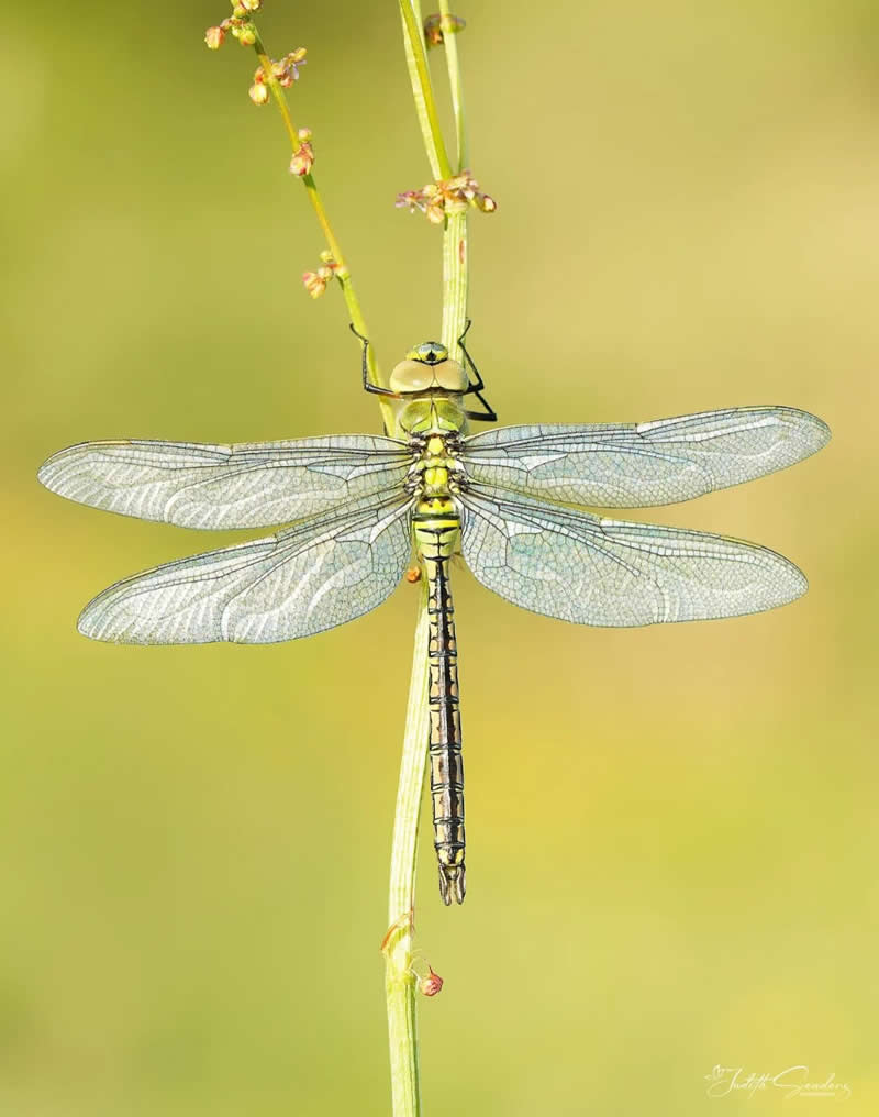 An Invisible Universe: 30 Jaw-Dropping Macro Photos That Will Change How You See Nature 40 A detailed macro photograph of a dragonfly clinging vertically to a slender green stem. Its transparent wings are spread symmetrically, revealing intricate vein patterns against a soft, creamy green background that highlights the insect’s delicate beauty and remarkable structure.