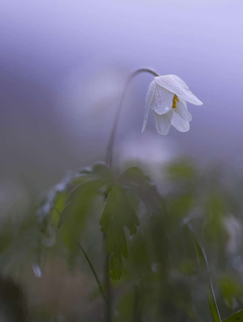 An Invisible Universe: 30 Jaw-Dropping Macro Photos That Will Change How You See Nature 41 A delicate white wildflower covered in tiny dew droplets bends gracefully on a slender stem against a dreamy lavender-gray background. The soft focus and misty atmosphere create a peaceful macro scene filled with elegance, tranquility, and natural beauty.