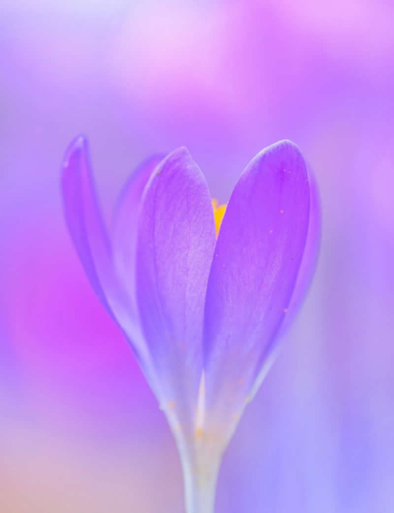 An Invisible Universe: 30 Jaw-Dropping Macro Photos That Will Change How You See Nature 42 A dreamy macro photograph of a purple crocus flower emerging through a soft blur of pink and lavender tones. The shallow depth of field and pastel color palette create an ethereal atmosphere, highlighting the flower’s delicate petals and gentle spring beauty.