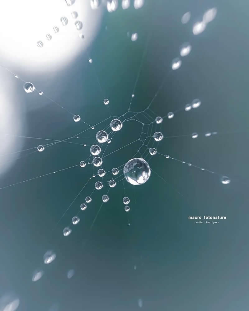 An Invisible Universe: 30 Jaw-Dropping Macro Photos That Will Change How You See Nature 43 A mesmerizing macro photograph of a spider web adorned with sparkling dew droplets. The water beads cling to delicate silk strands against a soft blue-gray background, creating an abstract, dreamlike scene that resembles a constellation of floating crystals.