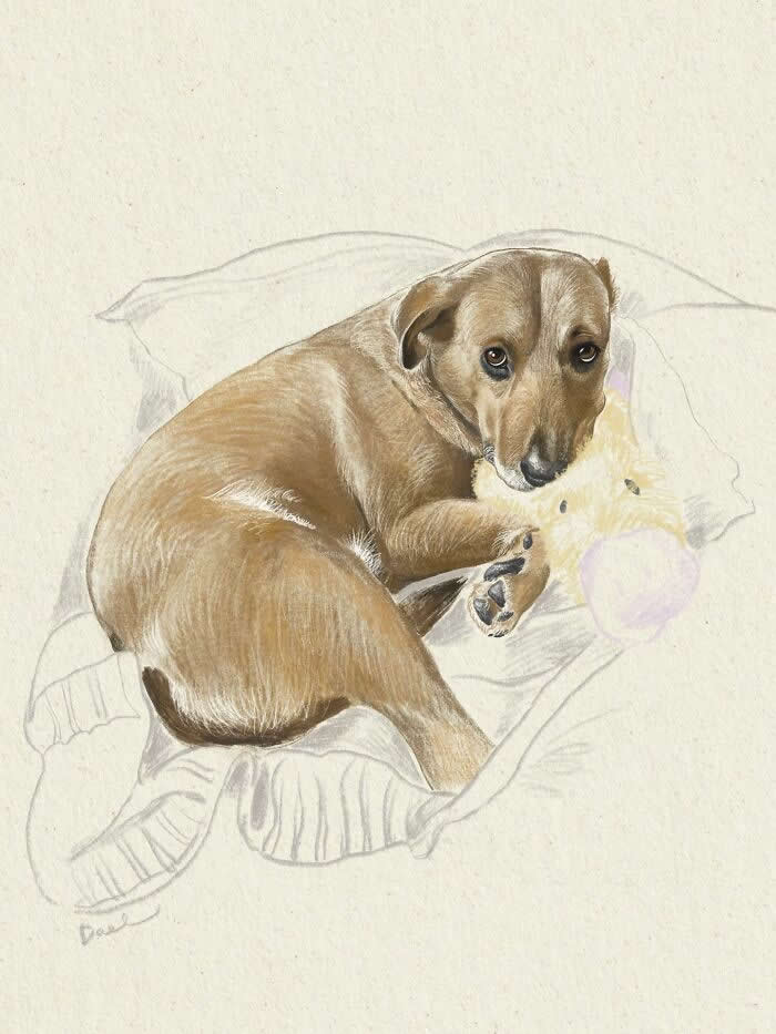 Realistic watercolor and pencil illustration of a tan dog curled up on a soft blanket while cuddling a plush toy, featuring warm earthy tones, expressive eyes, and delicate fur textures that convey comfort, affection, and the enduring bond between a beloved dog and its owner.
