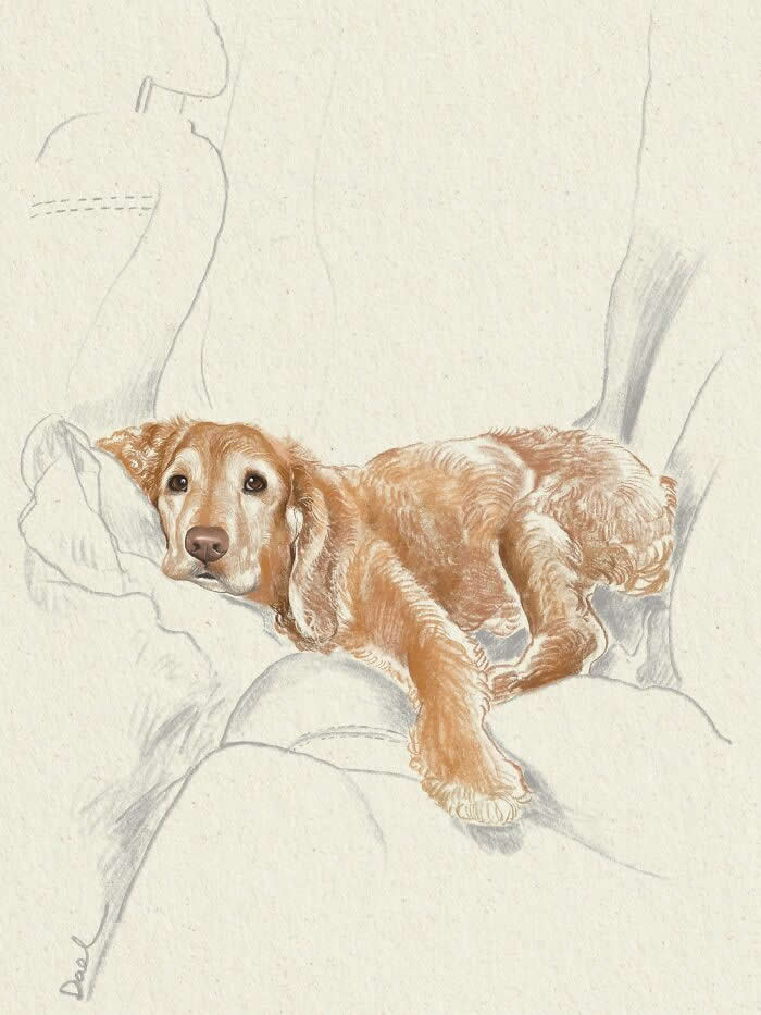 Realistic watercolor and pencil illustration of a golden Cocker Spaniel lying across its owner's lap, featuring expressive eyes, soft textured fur, and warm earthy tones that convey comfort, trust, and the enduring companionship shared between a beloved dog and its owner.