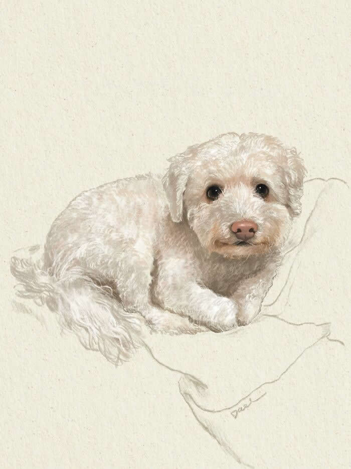 Realistic watercolor and pencil illustration of a small fluffy white dog lying comfortably on a soft cushion, featuring expressive dark eyes, delicate textured fur, and warm neutral tones that convey tenderness, trust, and the enduring bond between a cherished dog and its owner.