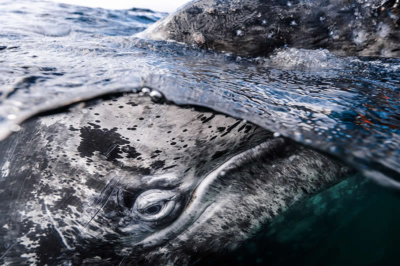 Dive Into the Winners of the UN World Oceans Day Photo Contest 2026 20 Big and Small Underwater Faces - Winner: Kaushiik Subramaniam, UK - UN World Oceans Day Photo Contest 2026 Winners