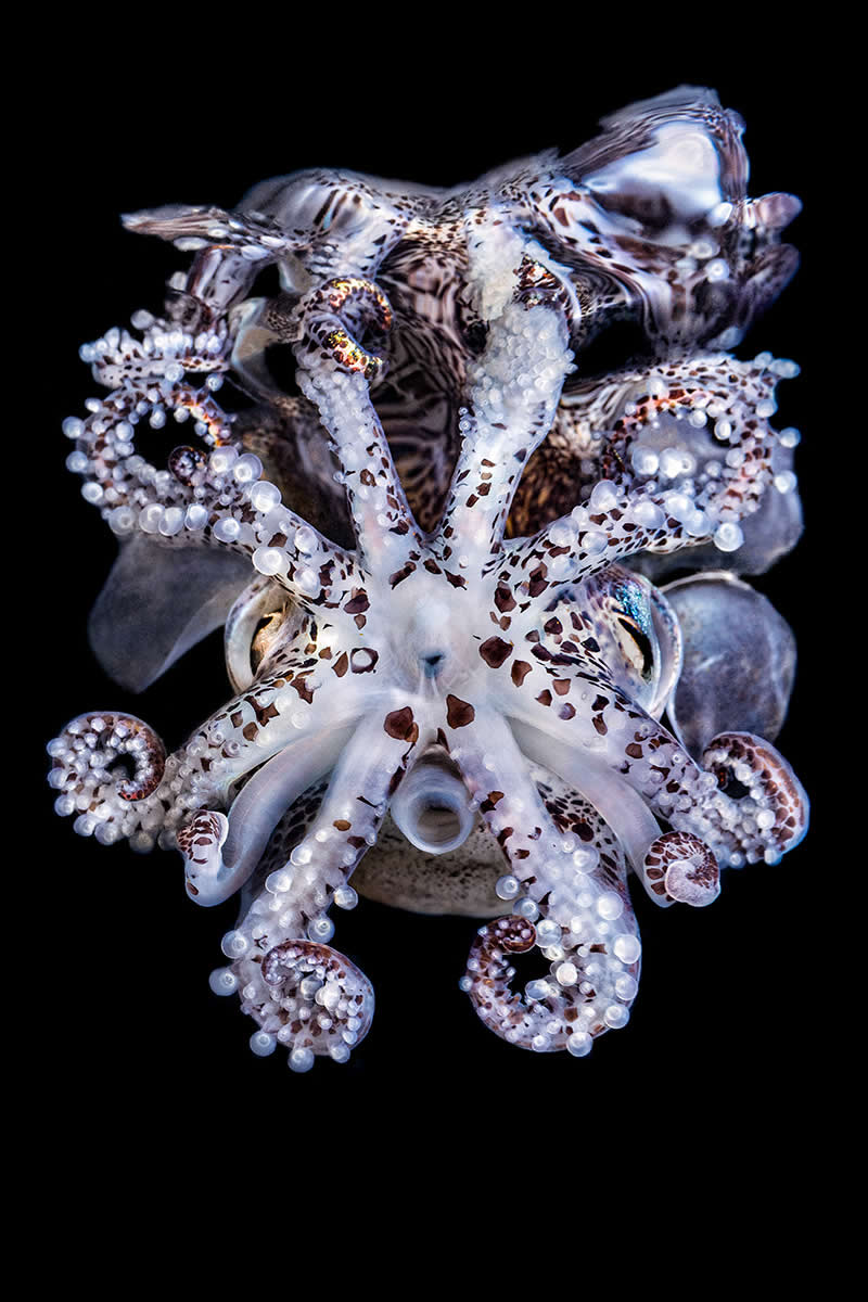 Dive Into the Winners of the UN World Oceans Day Photo Contest 2026 22 Big and Small Underwater Faces - 3rd Place: Jeon Min-seok, South Korea - UN World Oceans Day Photo Contest 2026 Winners
