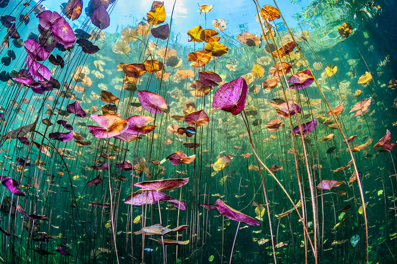 Dive Into the Winners of the UN World Oceans Day Photo Contest 2026 23 Underwater Seascapes - Winner: Ysabela Coll, Dominican Republic - UN World Oceans Day Photo Contest 2026 Winners