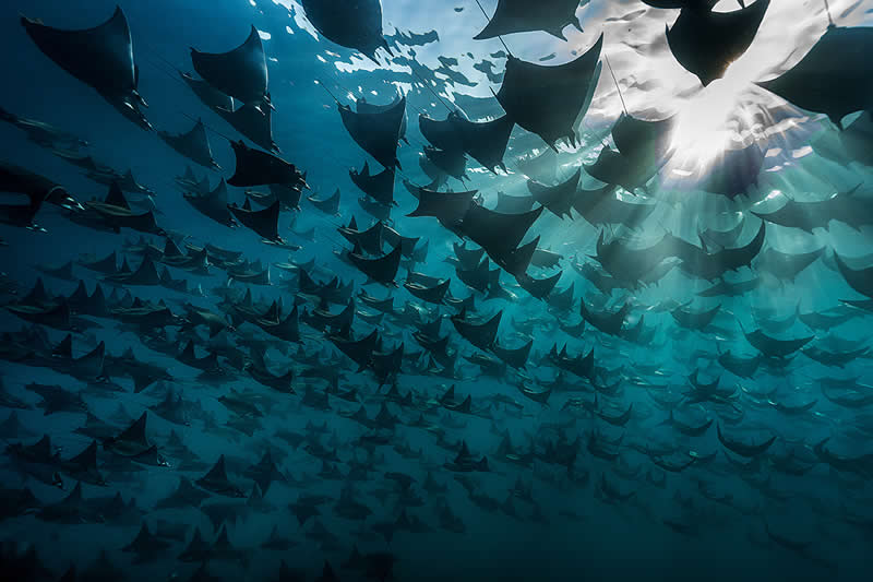 Dive Into the Winners of the UN World Oceans Day Photo Contest 2026 24 Underwater Seascapes - 2nd Place: Bingqian Gao, UK/China - UN World Oceans Day Photo Contest 2026 Winners