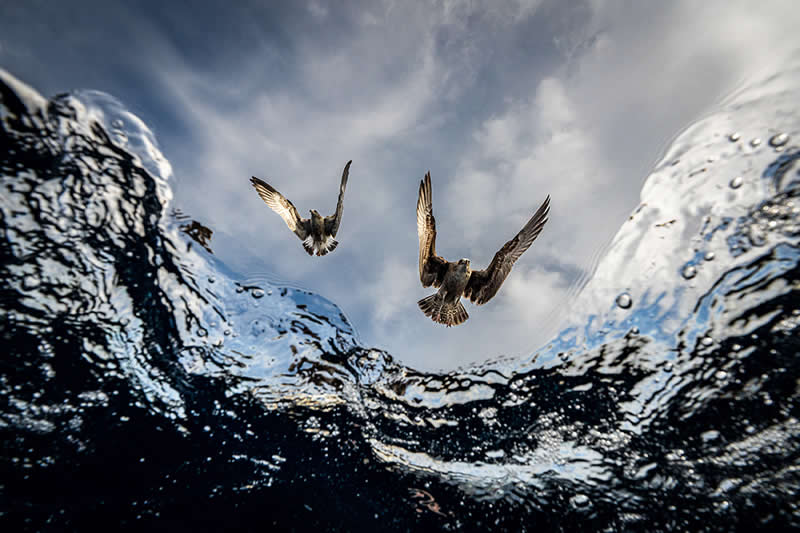 Dive Into the Winners of the UN World Oceans Day Photo Contest 2026 25 Underwater Seascapes - 3rd Place: Eduardo Carrasco, Chile - UN World Oceans Day Photo Contest 2026 Winners