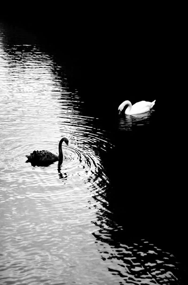 Finding Beauty in Simplicity: 33 Poetic Black and White Photos by Alan Schaller 61 Black and White Minimalist Photography by Alan Schaller