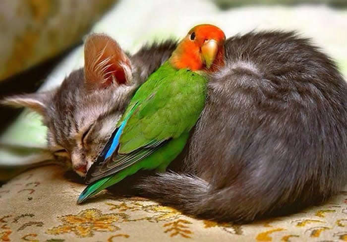 From Cats to Ducks: 33 Heartwarming Animal Friendships That Prove Love Knows No Species 49 A colorful green-and-orange parrot cuddles beside a sleeping gray kitten curled up on a cushioned surface. The two animals rest peacefully together, creating a heartwarming scene of friendship, trust, and companionship across species.