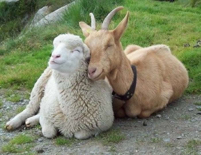 From Cats to Ducks: 33 Heartwarming Animal Friendships That Prove Love Knows No Species 50 A light-colored goat and a fluffy white lamb lie closely together on a grassy patch outdoors. The goat gently leans against the lamb, creating a touching scene of friendship, comfort, and companionship between two farm animals.