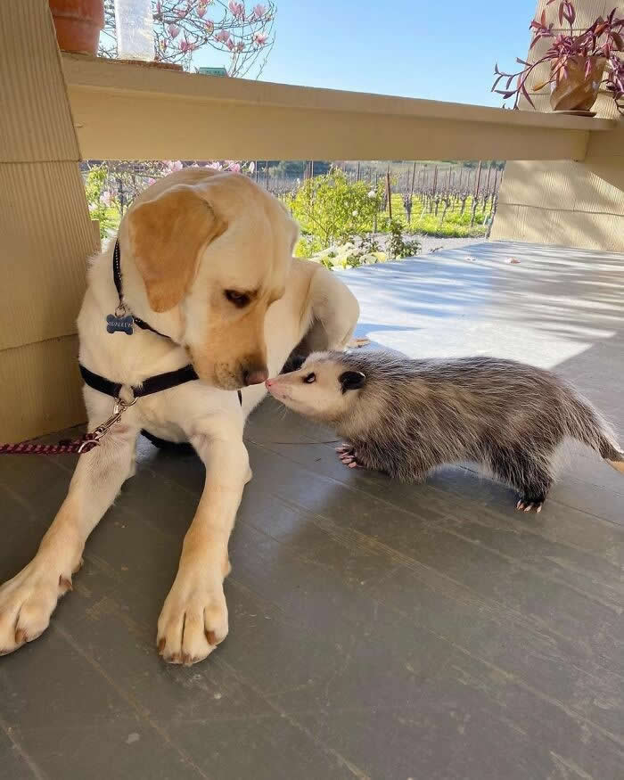 From Cats to Ducks: 33 Heartwarming Animal Friendships That Prove Love Knows No Species 51 A yellow Labrador lies calmly on a porch while a curious opossum approaches and touches noses with the dog. The two animals share a peaceful and heartwarming interaction, showcasing an unlikely friendship built on trust and curiosity.