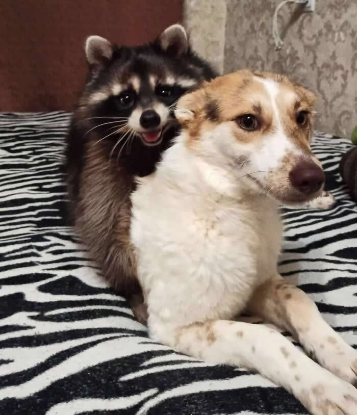 From Cats to Ducks: 33 Heartwarming Animal Friendships That Prove Love Knows No Species 53 A raccoon sits closely behind a white-and-brown dog on a zebra-patterned blanket. The two animals appear relaxed and comfortable together, creating a heartwarming scene of friendship, trust, and companionship between unlikely friends.