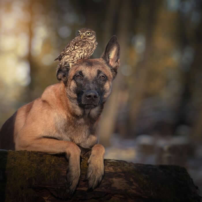From Cats to Ducks: 33 Heartwarming Animal Friendships That Prove Love Knows No Species 57 A small owl sits on the head of a calm brown dog resting on a tree stump in a forest setting. The two animals appear relaxed and connected, creating a touching image of friendship, trust, and companionship across species.