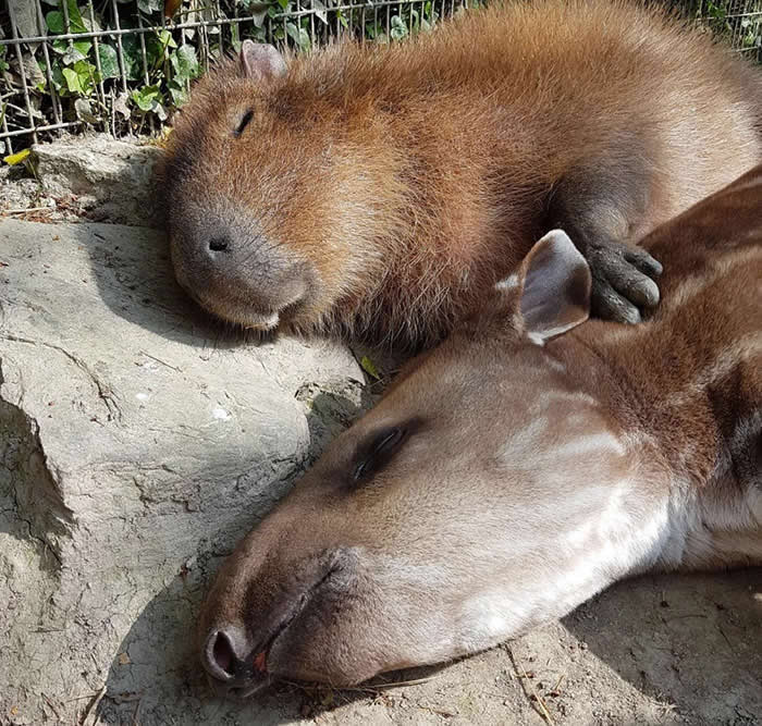 From Cats to Ducks: 33 Heartwarming Animal Friendships That Prove Love Knows No Species 59 A capybara and a young tapir rest closely together on a sunlit rock surface. Both animals appear calm and asleep, creating a heartwarming scene of friendship, comfort, and companionship between two gentle animal friends.