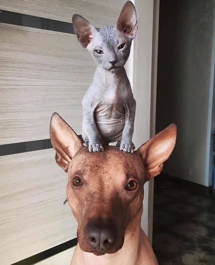 From Cats to Ducks: 33 Heartwarming Animal Friendships That Prove Love Knows No Species 60 A hairless Sphynx kitten stands on top of a large brown dog's head indoors. The dog remains calm while the kitten balances confidently, creating a charming and heartwarming scene of friendship, trust, and companionship between unlikely animal friends.