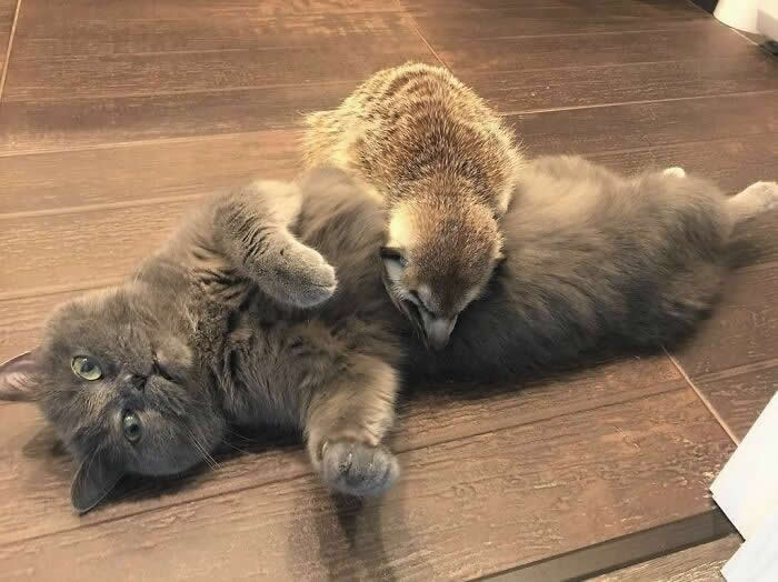 From Cats to Ducks: 33 Heartwarming Animal Friendships That Prove Love Knows No Species 63 A fluffy gray cat lies comfortably on a wooden floor while a curious meerkat climbs onto its back. The animals appear relaxed and playful together, creating a heartwarming scene of friendship, trust, and companionship between different species.