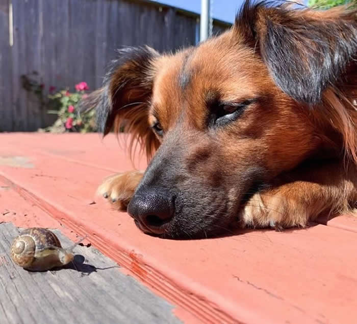 From Cats to Ducks: 33 Heartwarming Animal Friendships That Prove Love Knows No Species 64 A brown dog lies on a wooden deck, calmly observing a small snail crawling nearby. The peaceful interaction creates a heartwarming scene of curiosity, patience, and friendship between two unlikely companions.