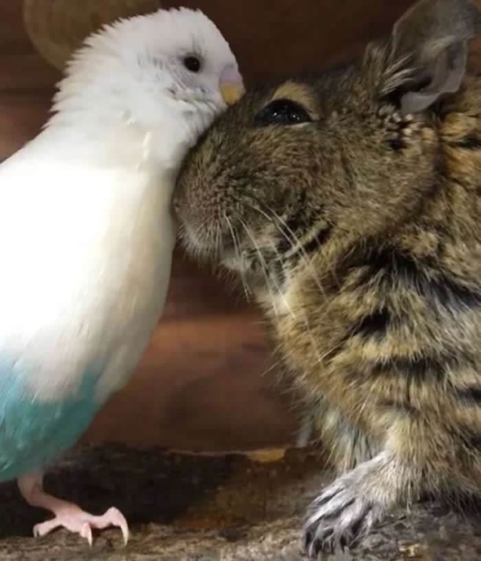 From Cats to Ducks: 33 Heartwarming Animal Friendships That Prove Love Knows No Species 65 A white-and-blue budgerigar gently nuzzles against a small brown rodent. The two animals stand close together, sharing a tender and heartwarming moment that showcases friendship, trust, and affection between unlikely companions.
