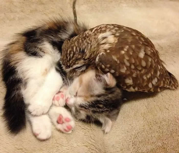 From Cats to Ducks: 33 Heartwarming Animal Friendships That Prove Love Knows No Species 66 A small spotted owl gently cuddles beside a sleeping calico kitten curled up on a soft blanket. The touching scene captures a peaceful moment of friendship, trust, and affection between two unlikely animal companions.