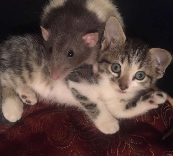 From Cats to Ducks: 33 Heartwarming Animal Friendships That Prove Love Knows No Species 68 A small tabby-and-white kitten lies beside a black-and-white rat, cuddled closely together on a patterned cushion. The two animals appear relaxed and comfortable, creating a heartwarming scene of friendship, trust, and companionship between unlikely friends.