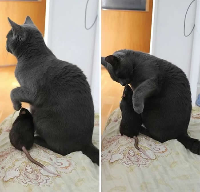 From Cats to Ducks: 33 Heartwarming Animal Friendships That Prove Love Knows No Species 41 A gray cat sits on a bed with its paw wrapped around a small black rat. The two animals appear cuddled together in a loving embrace, capturing a touching moment of friendship, trust, and companionship between different species.